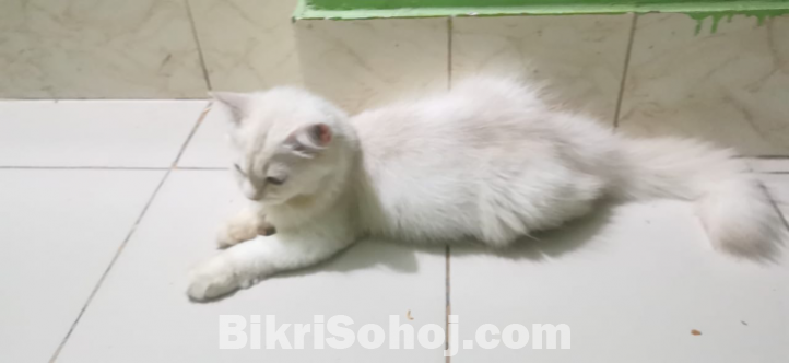 Persian purebred white cat